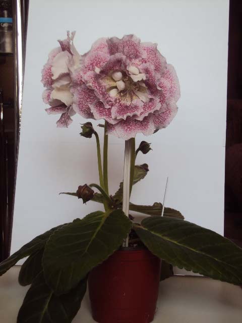 DSC05018.jpg