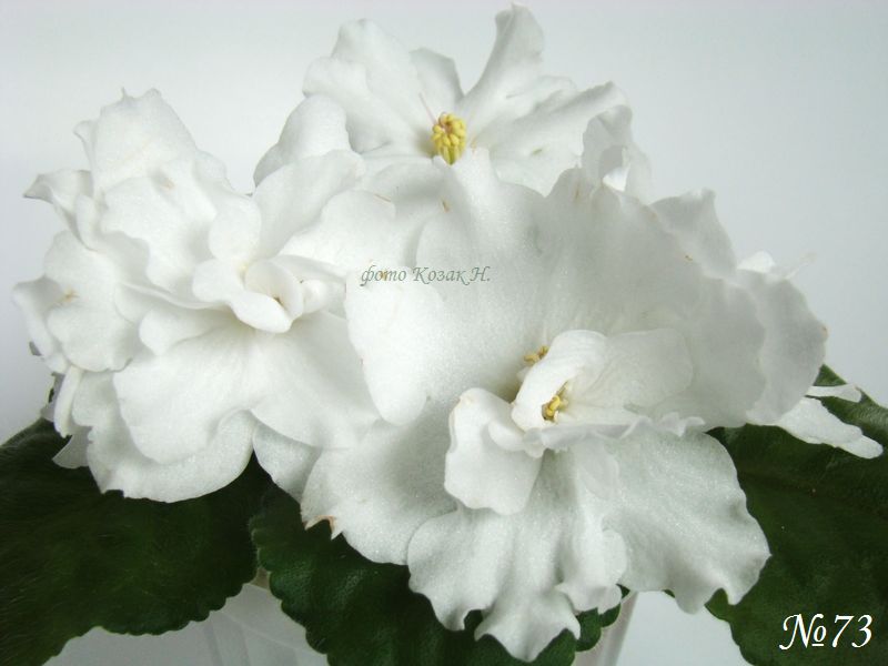 DSC05222 копия.jpg