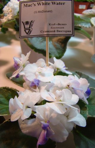DSC05392.JPG
