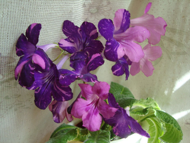 DSC06346.jpg