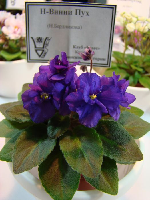 DSC06431.JPG