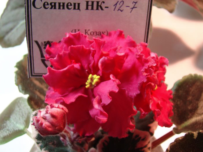 DSC06888.jpg
