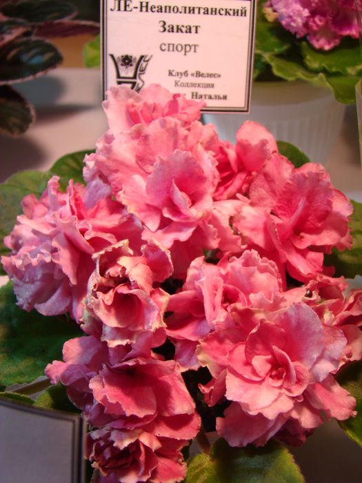 DSC06900.JPG