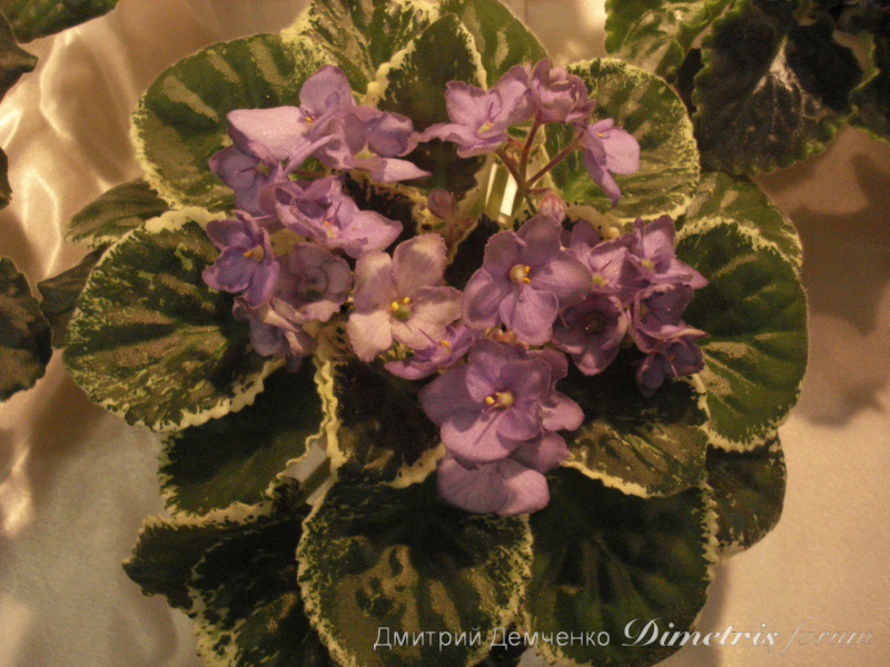 DSC06980.JPG