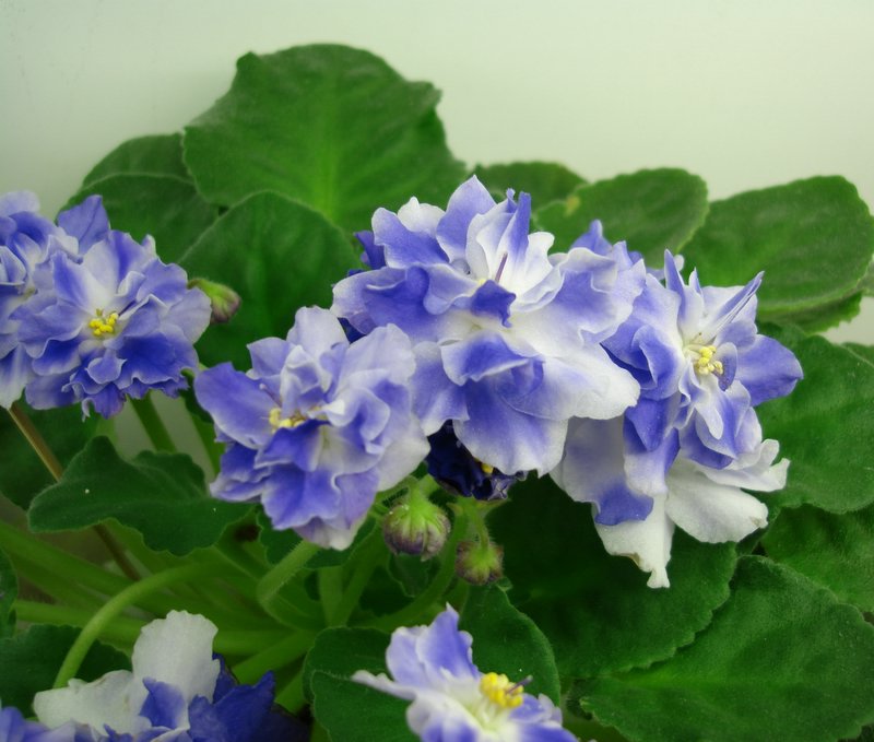 DSC07263.JPG
