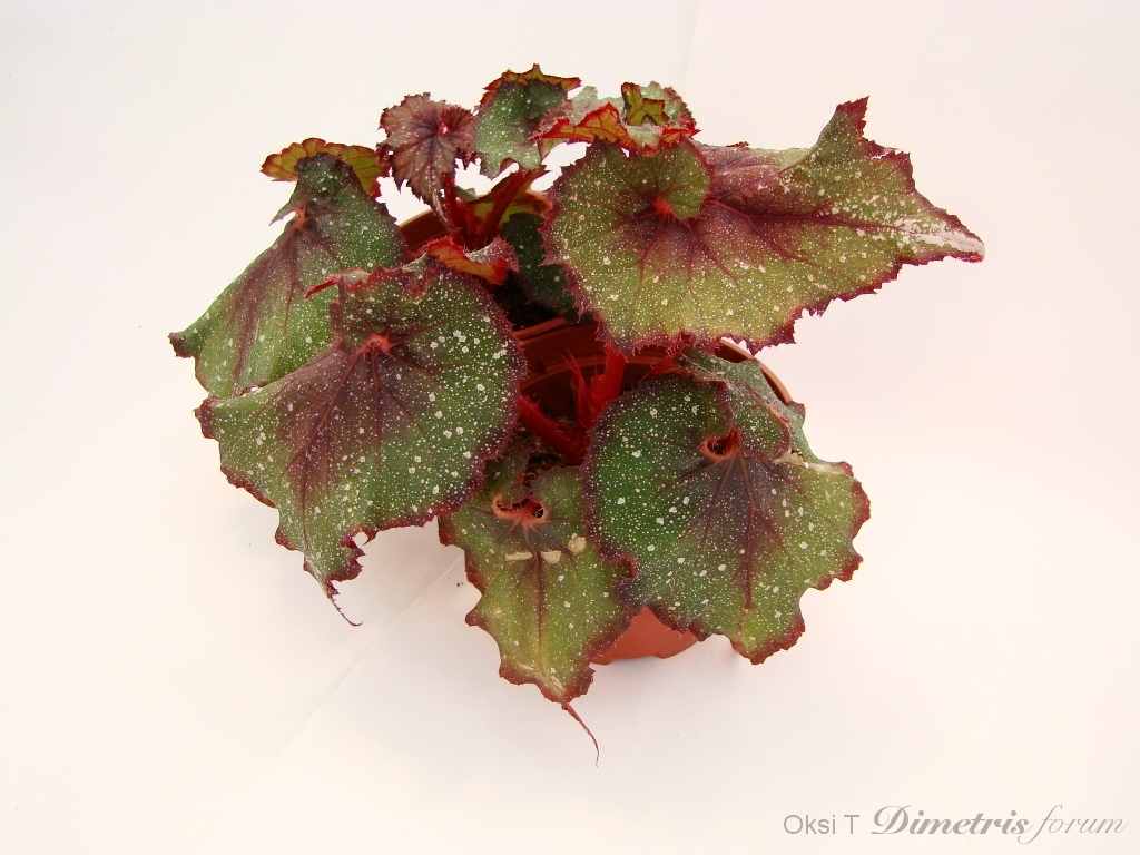 DSC08066 - копия.JPG