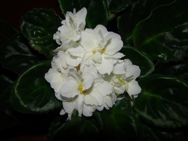 DSC08570.JPG