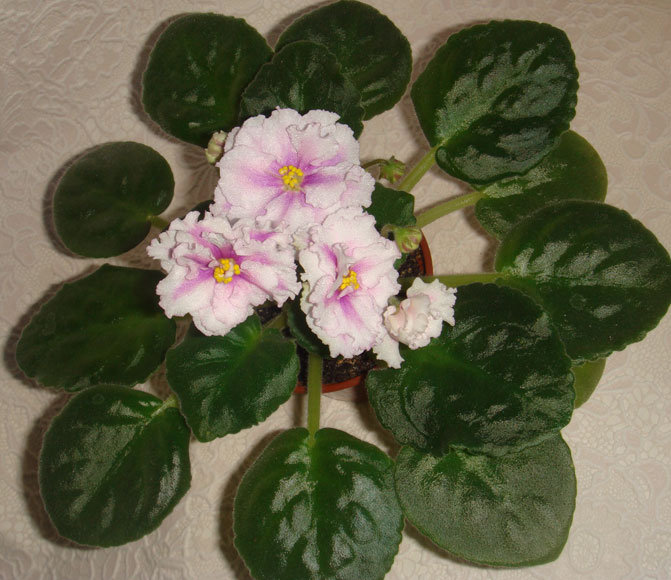 DSC08576.jpg