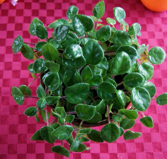 DSC09977 (640x611).jpg