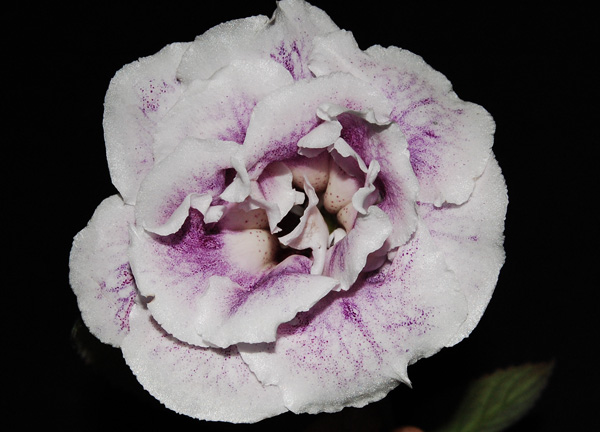 DSC_0006.JPG