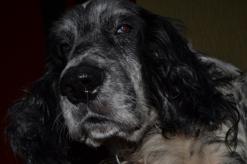 DSCРик_0017.JPG
