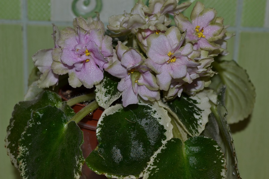 DSC_0050.JPG