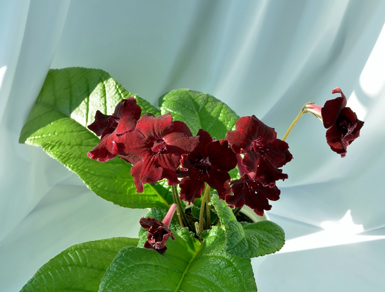 DSC_0089 кровавая роза.jpg