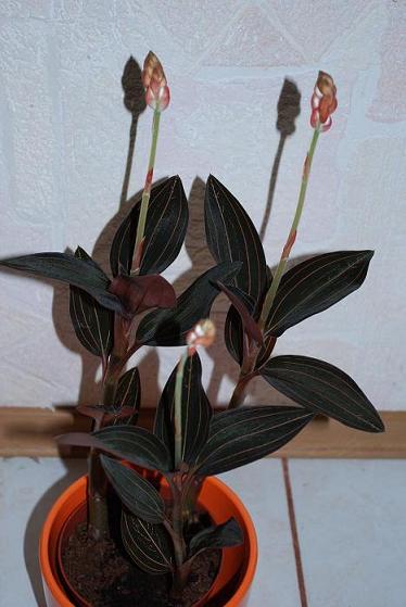 DSC_0248 - копия.JPG