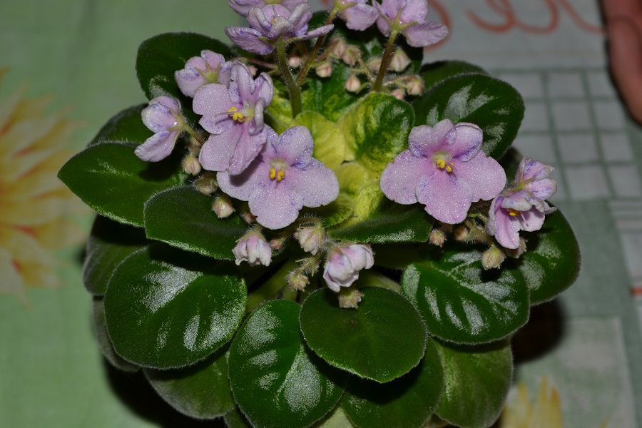 DSC_0286.JPG