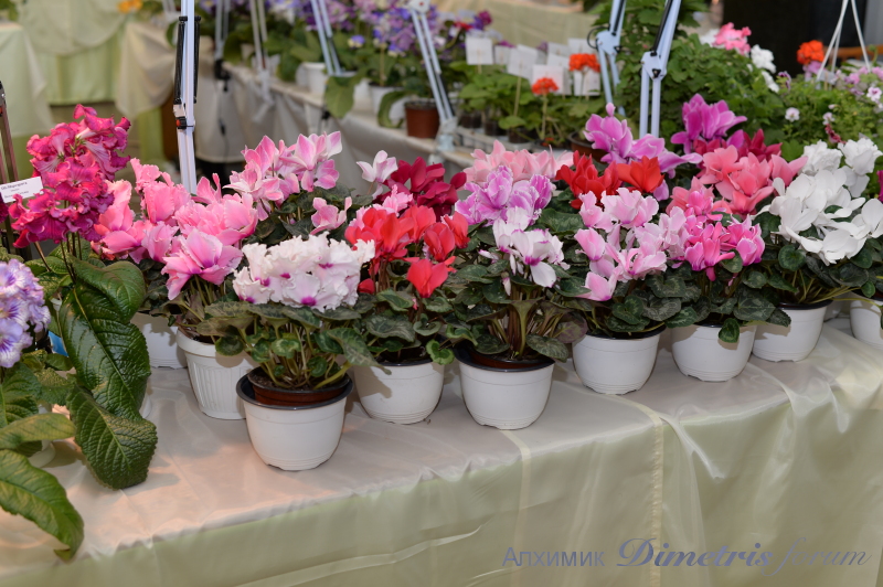 DSC_0404.JPG
