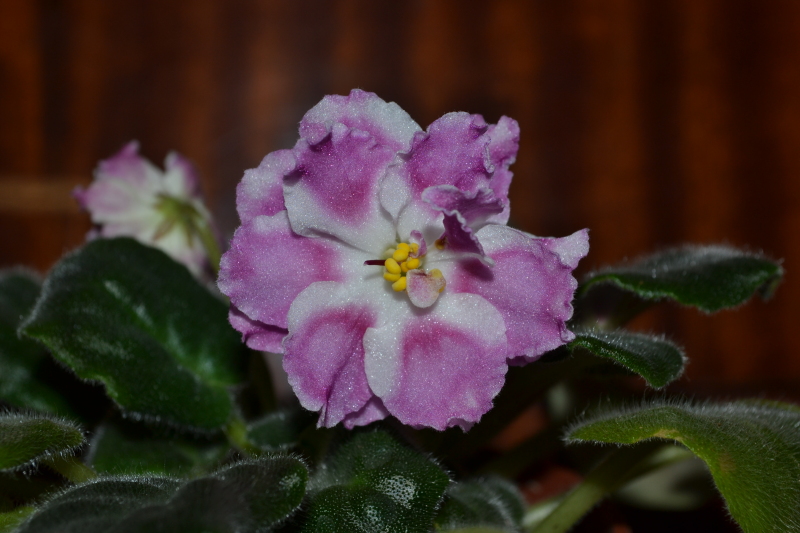 DSC_0412.JPG