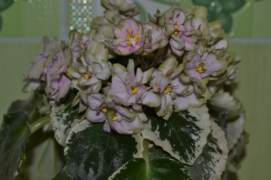 DSC_0713.JPG