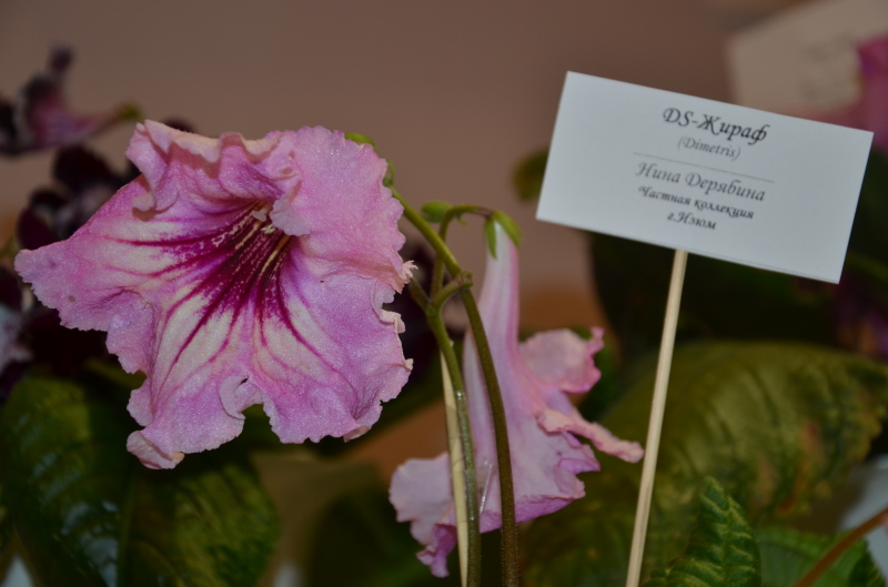 DSC_0776.JPG