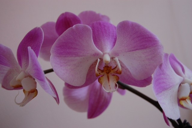 DSC_2337 (2)зменш.jpg