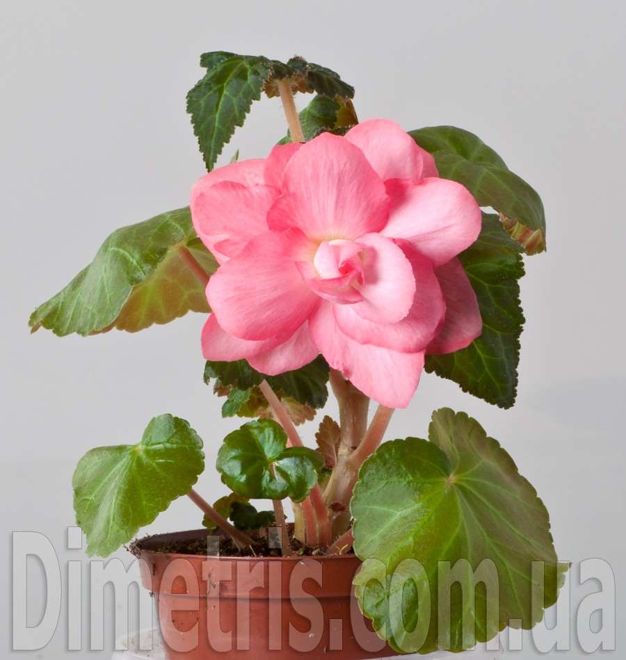 DSC_5071.jpg