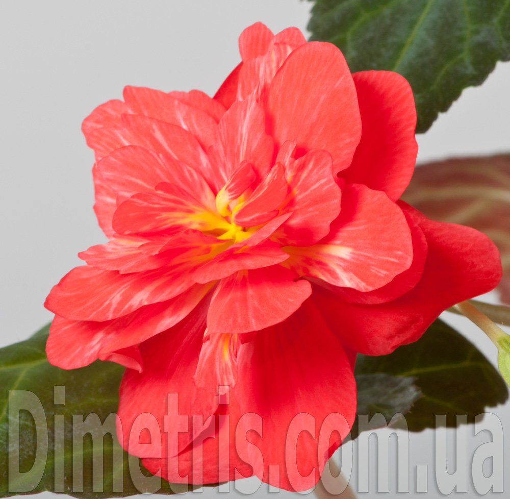 DSC_5117.jpg