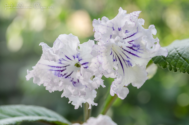 DSC_8387-2.jpg
