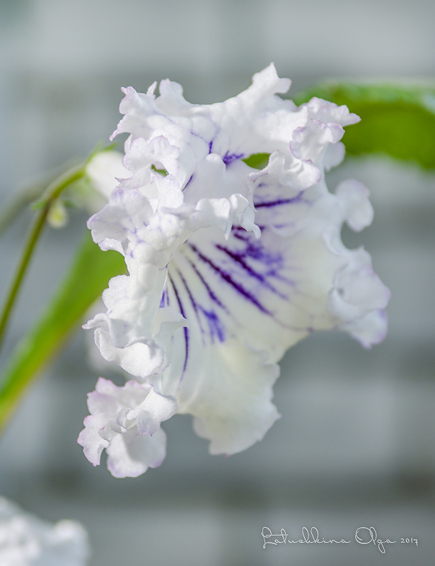 DSC_8715.jpg