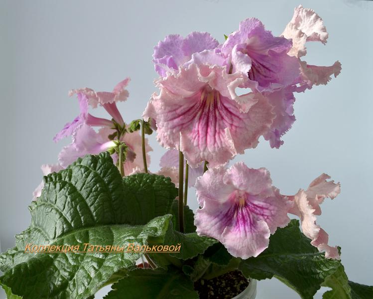 DSC_DS-Нежность(Dimetris)_749x600.jpg
