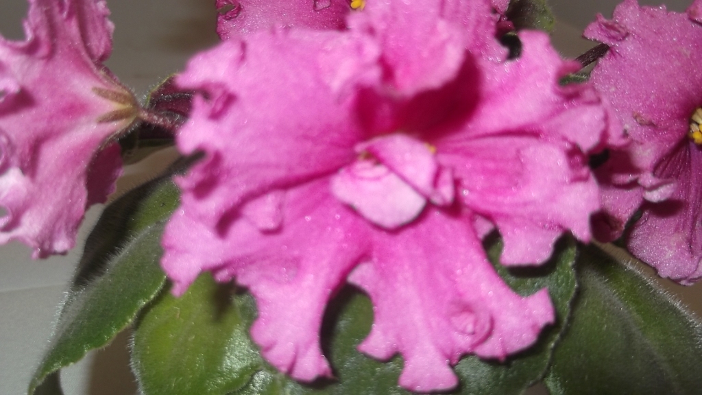 DSCF1290.JPG