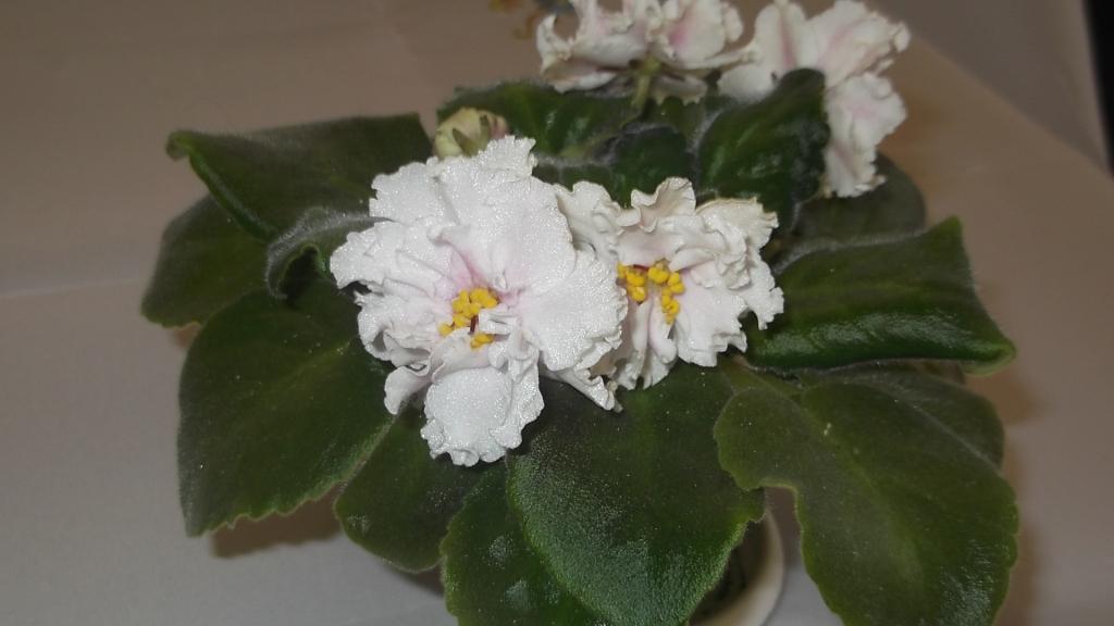 DSCF13161.jpg
