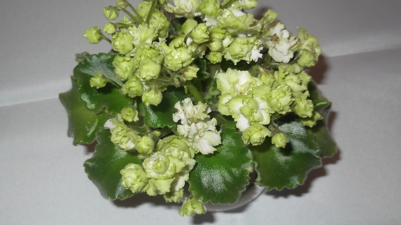 DSCF1353.JPG