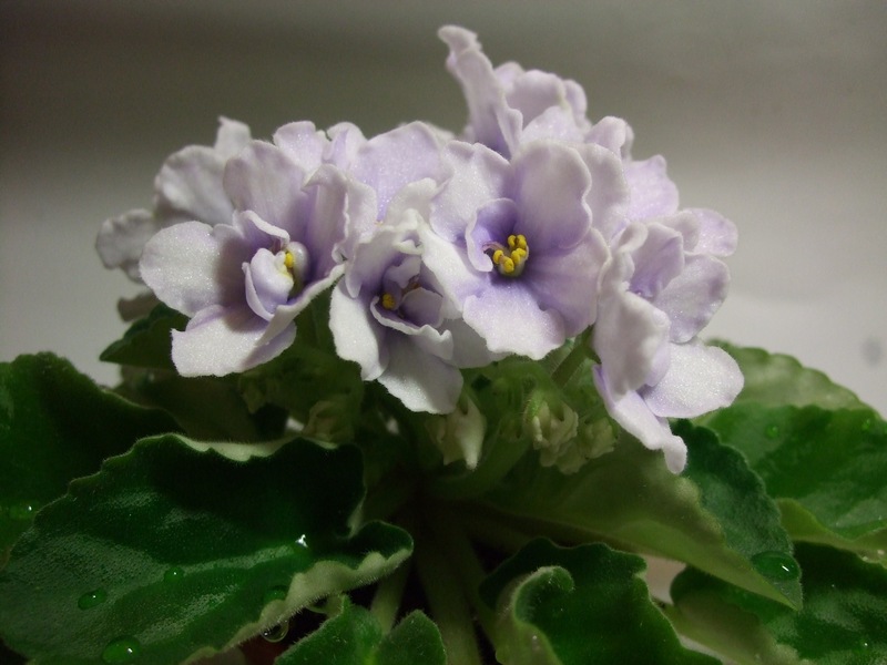 DSCF8392.JPG