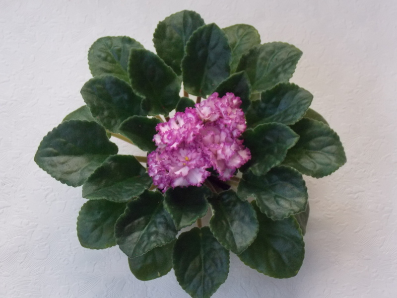 DSCN0189.jpg