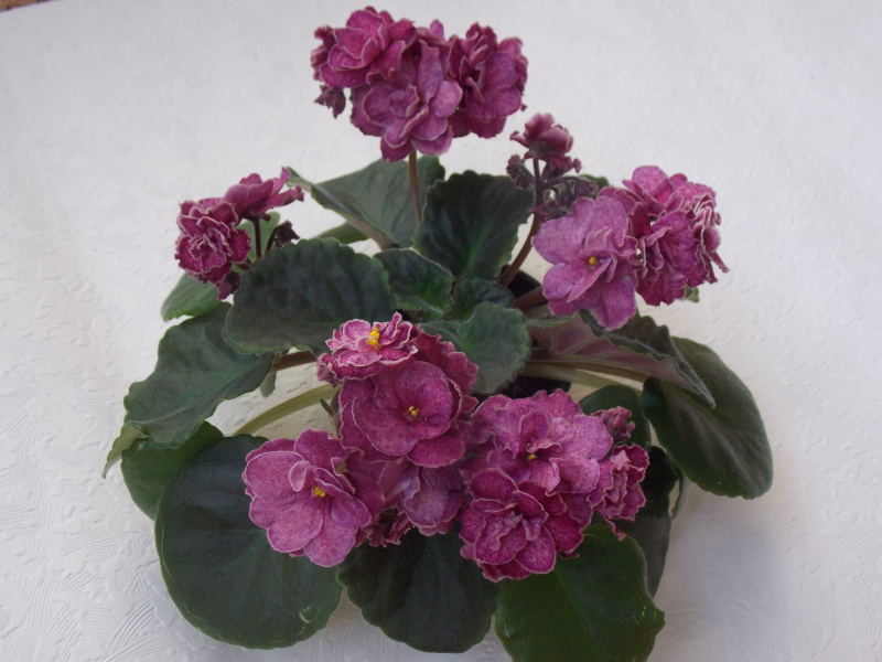 DSCN0402.jpg