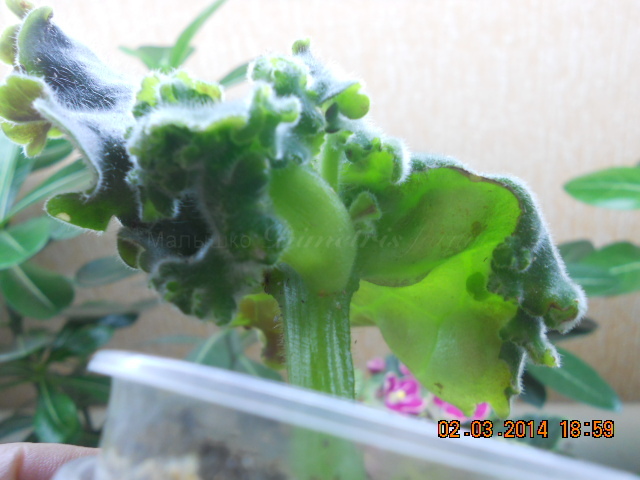 DSCN0504 Уродство на листе ЛЕ Шанталь 2 марта.jpg