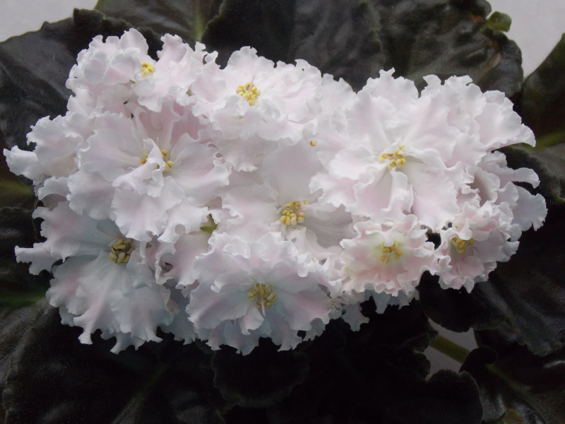 DSCN0568.jpg