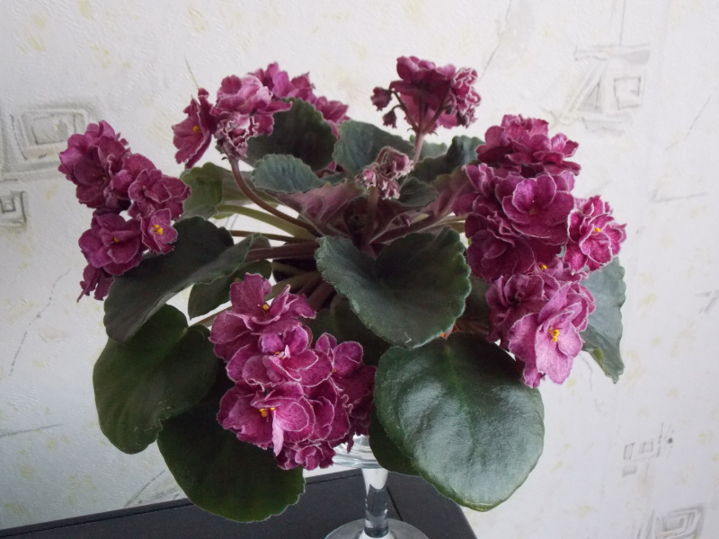 DSCN0584.jpg