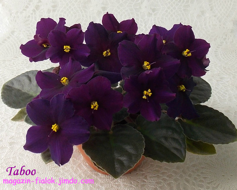 DSCN0908.jpg