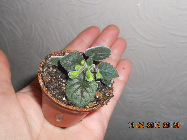 DSCN0925 Маленькое чудо.jpg