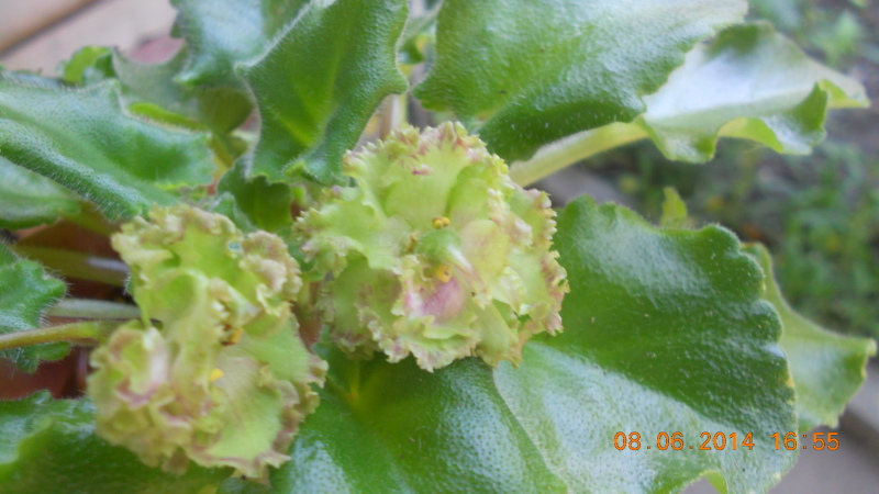 DSCN1897 Allegro Pink Pistachio коробочка с семенами.jpg