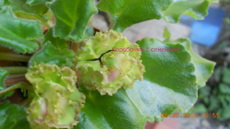 DSCN1898 Allegro Pink Pistachio с семенами 1.jpg