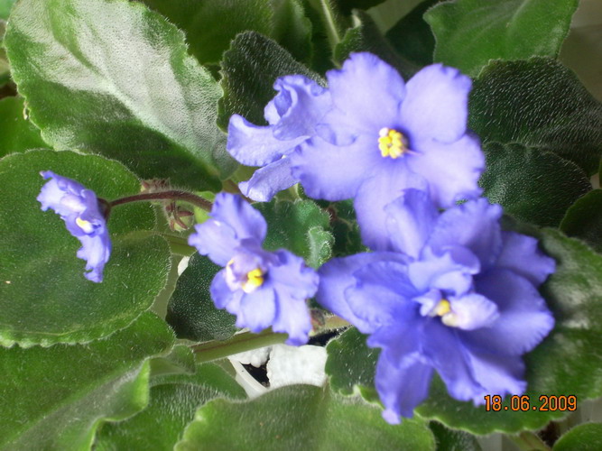 DSCN1934.jpg