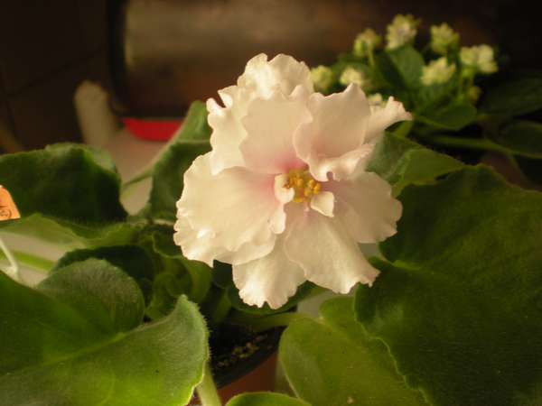 DSCN2220_thumb.jpg