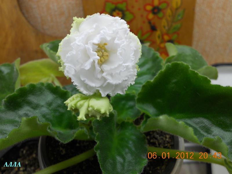 DSCN2695 Сахарная роза 2.jpg