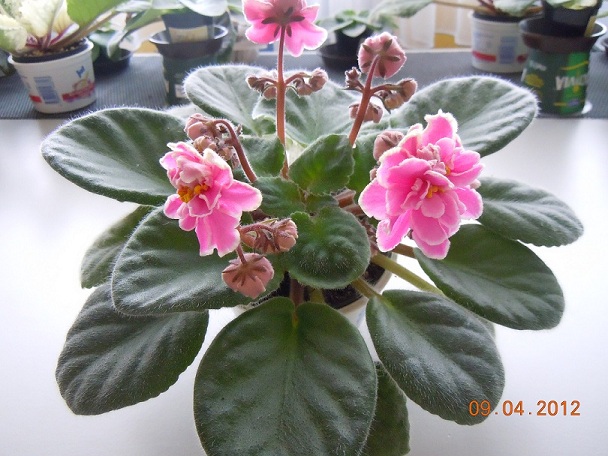 DSCN2984.JPG