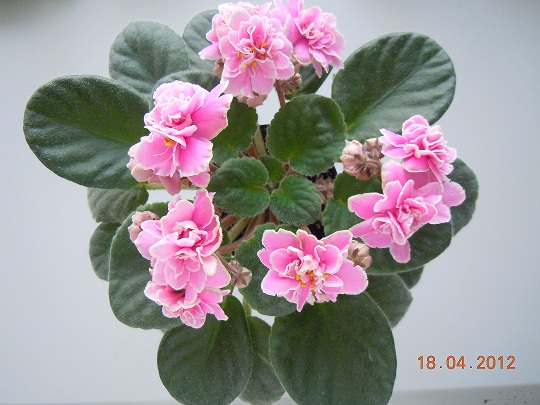 DSCN3029.JPG