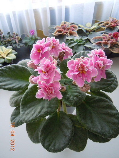 DSCN3030.JPG
