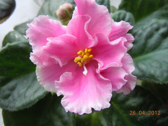 DSCN3072.JPG