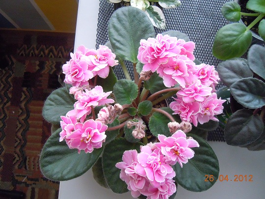 DSCN3081.JPG